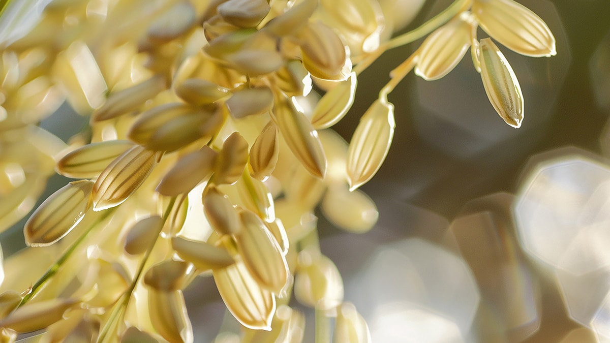 Ne sebze ne meyve ne de kuruyemiş! Bu süper gıdayı mutlaka tüketin, yaşlanmayı yavaşlatıyor