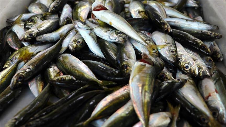 Bakanlık açıkladı: Balık seçerken dikkat etmeniz gereken 6 kriter