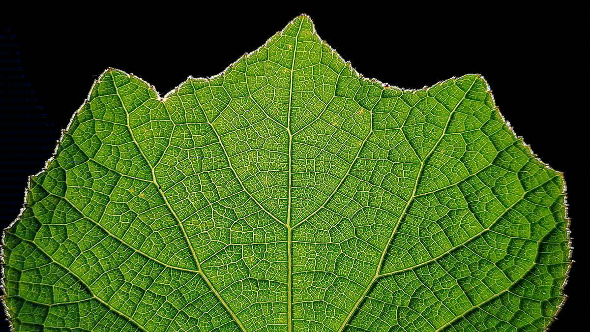 Dünyanın en tehlikeli bitkisi tesadüfen keşfedildi: Dokunduğunuz an...