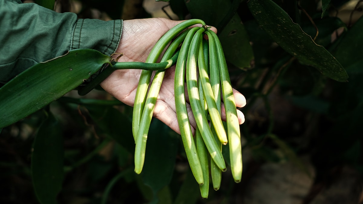 Tarla ya da bahçe istemiyor, bilenler saksıda hasat ediyor: Yetişmesi için tek bir şarta ihtiyacı var