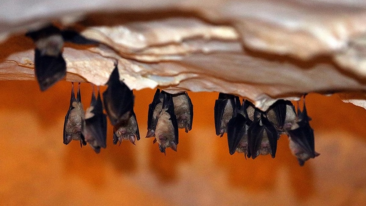 Binlerce yarasa ile iç içe: Dupnisa Mağarası ziyaretçi rekoru kırdı