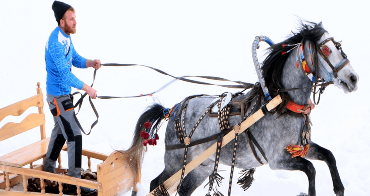 Erzurum'da DüğündenTransformer Atlı Kızak Şampiyonası Gerçekleşti