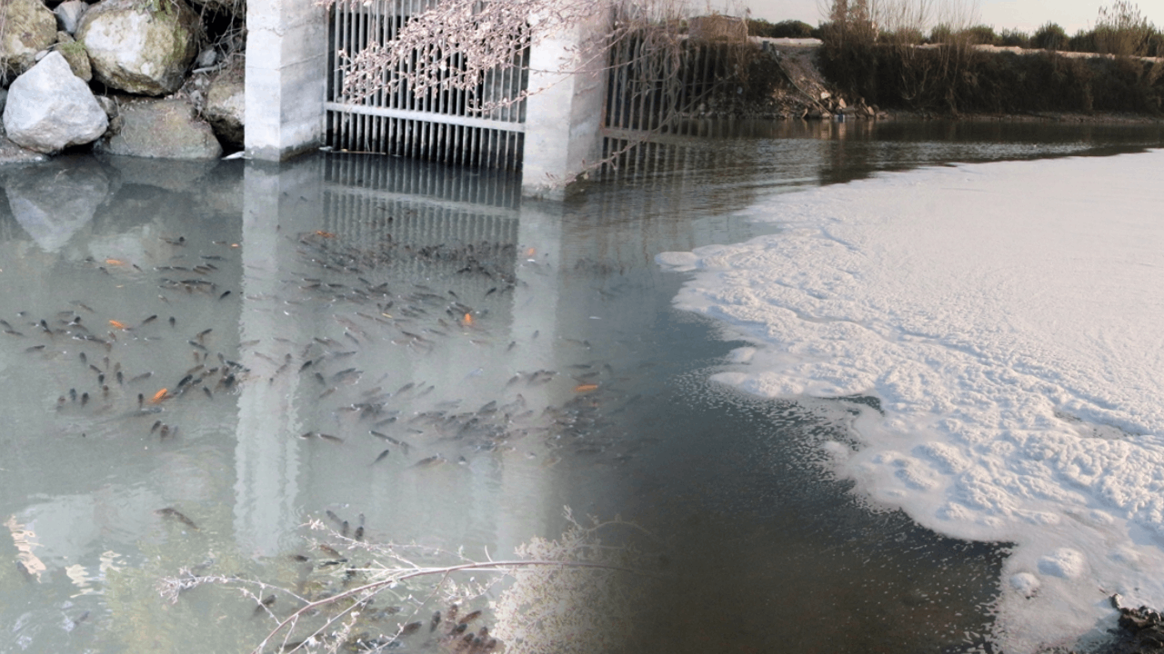 Ceyhan Nehri'nin rengi siyaha döndü: Balık ölümleri yaşandı