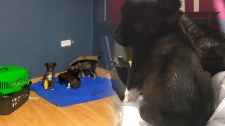 Barınakta skandal: Köpek yavrularını çöpe atmışlar