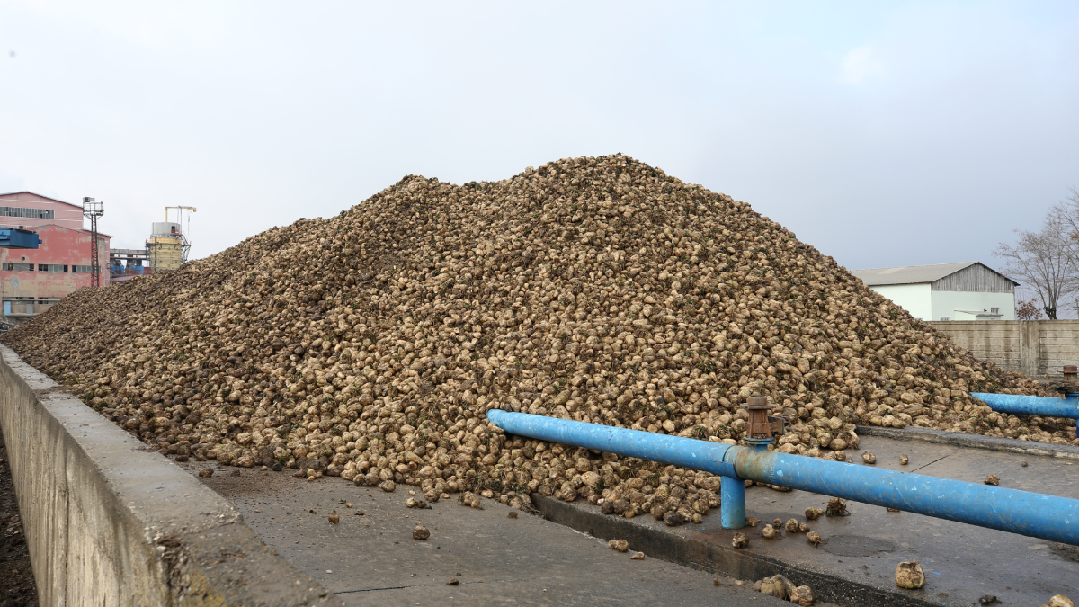 Hasat başladı, bir tanesi bile tarlada kalmadı: Cumhuriyet tarihinin rekoru kırıldı