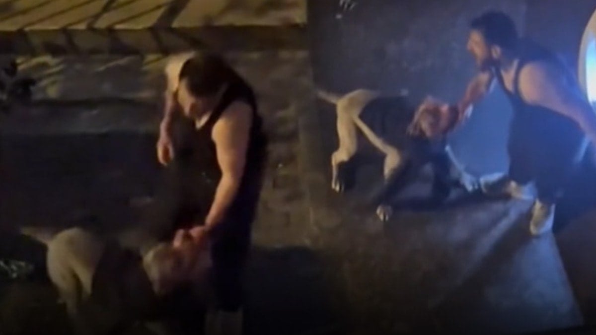 Yardım çığlıkları attı, kimse elinden alamadı... İstanbul'da korkunç Pitbull saldırısı!