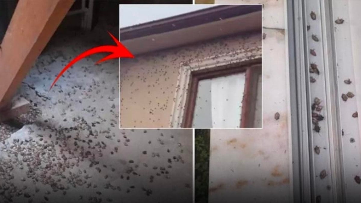 Dünyanın sonunu getirebilir! Kokarca Böceği tüm Türkiye'de yayılıyor