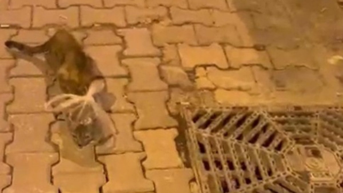 Böyle zalimlik görülmedi: Kedinin başına poşet geçirip bağladılar