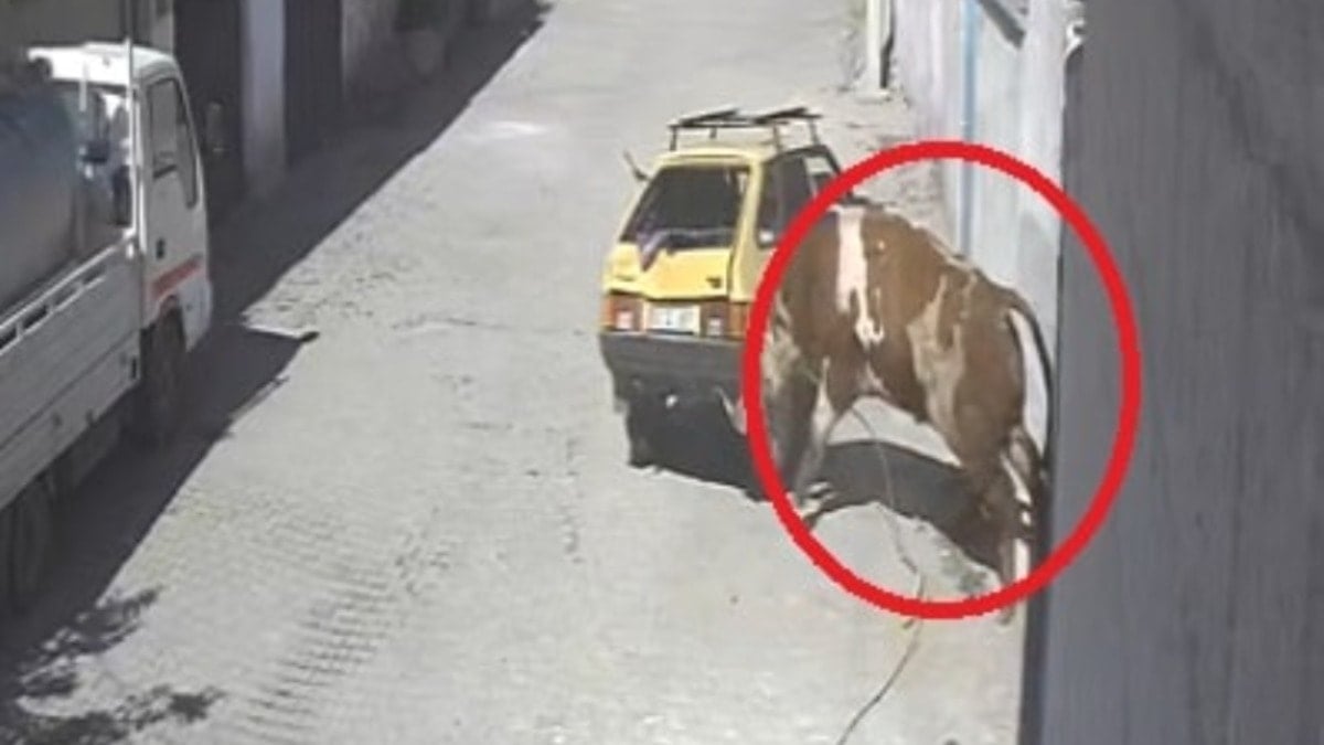 Kaçan boğa Nevşehir'i birbirine kattı