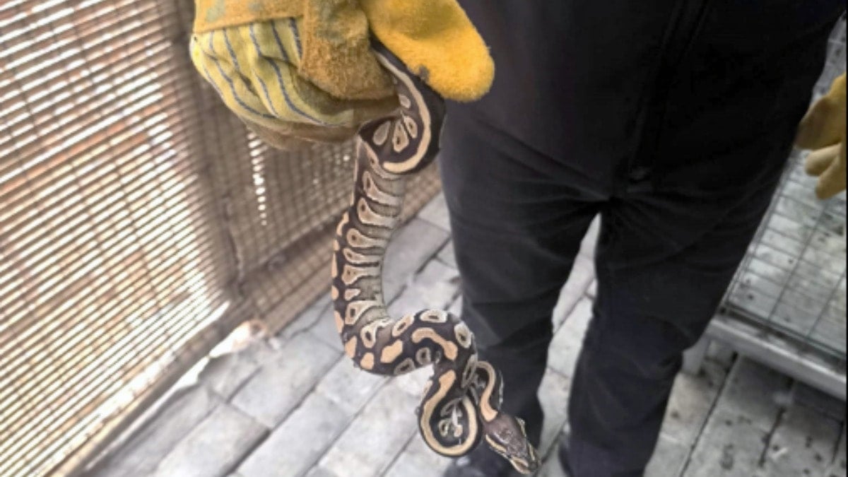 Cebinden yavru piton çıkardı! Ekipler şaştı kaldı
