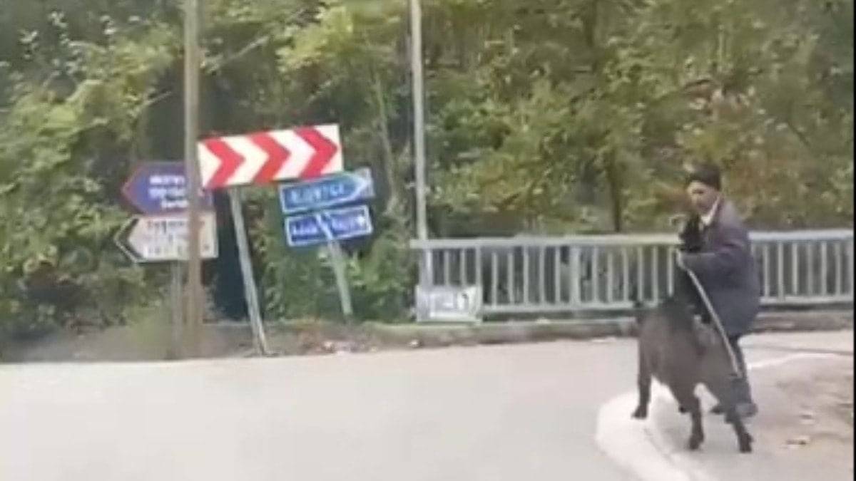 Köpekten kaçan domuzdan son anda kurtuldu: O anlar kamerada
