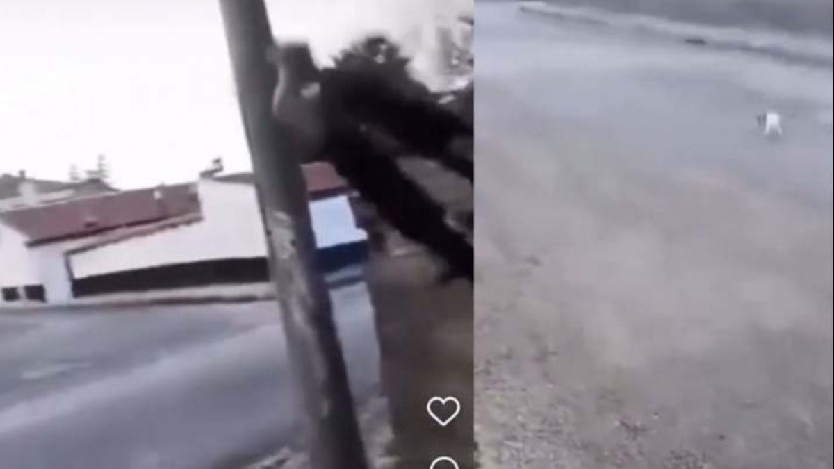 Bunun adı vahşet! Görüntüleri sosyal medyada paylaştı