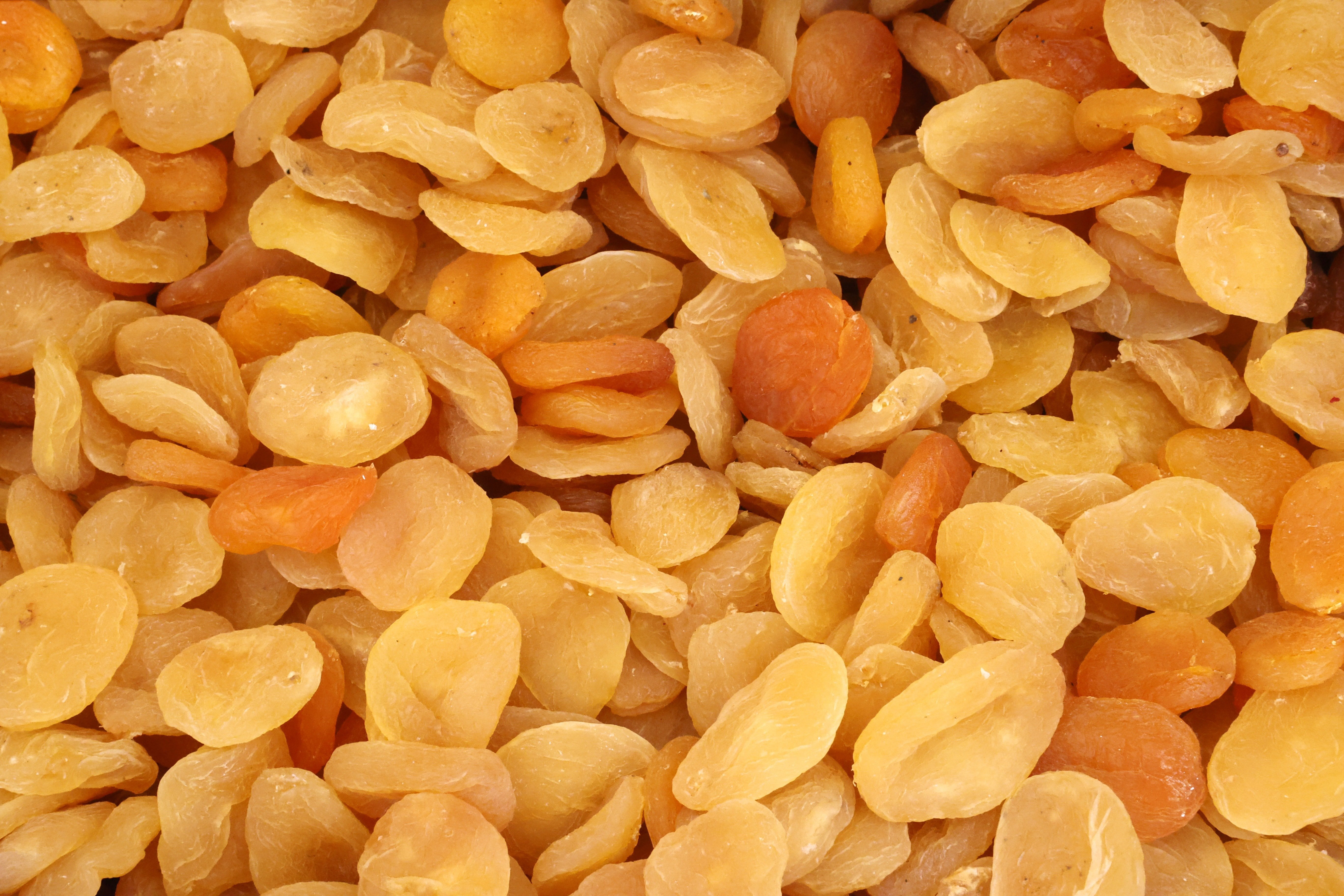 Kuru kayısı bahçesi ve hasat