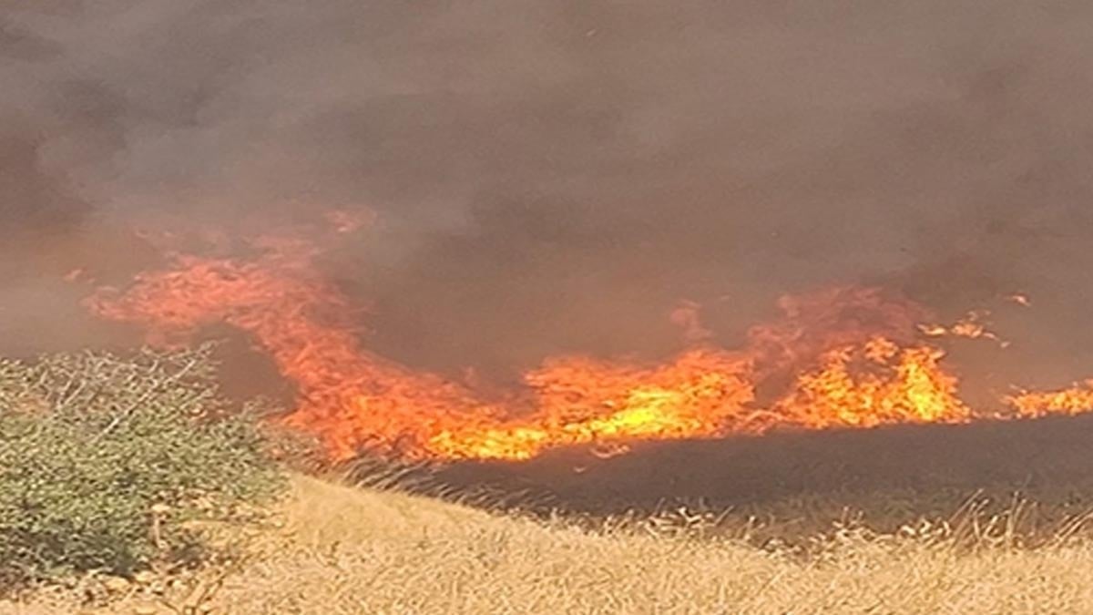 İzmir'de anızda çıkıp ağaçlık alana sıçrayan yangın söndürüldü