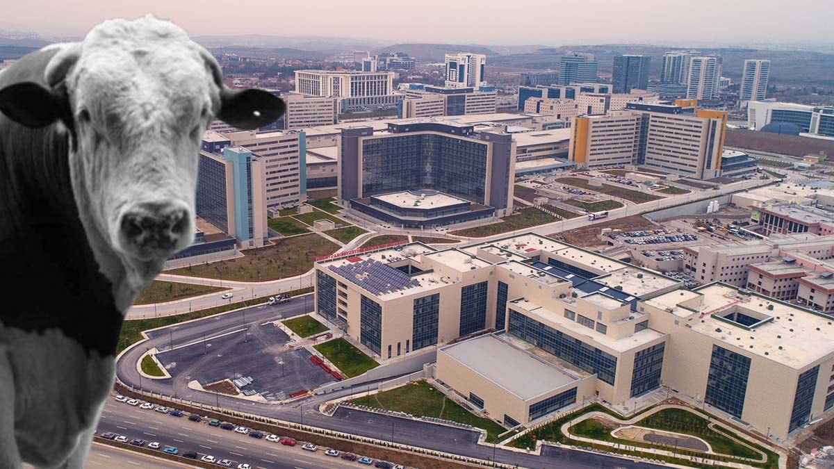 Ankara'yı karıştıran 'deli dana' iddiası... Hastaneden kritik açıklama