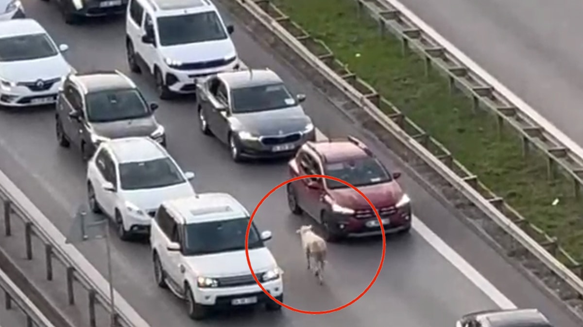 İstanbul trafiğinde koyun paniği