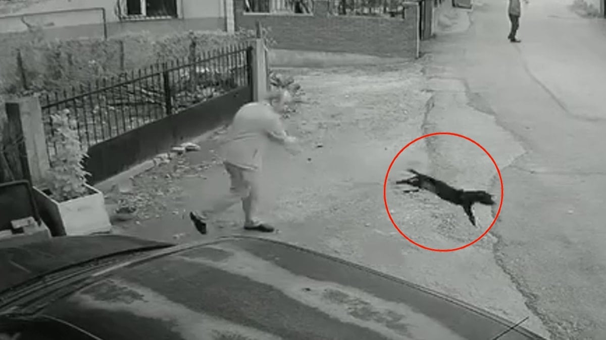 Kocaeli'de vahşet anı kamerada: Yavru köpeği kuyruğundan tutup yere fırlattı