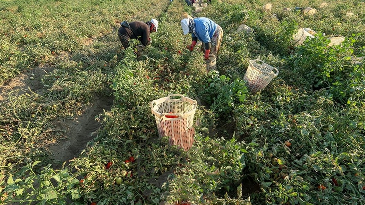 Çekirdeği yere düşünce bile filizleniyor, hasadı 2 katına çıkıyor