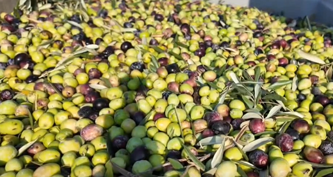 Soma'da zeytin hasadı başladı, kuraklık fiyatları etkiliyor