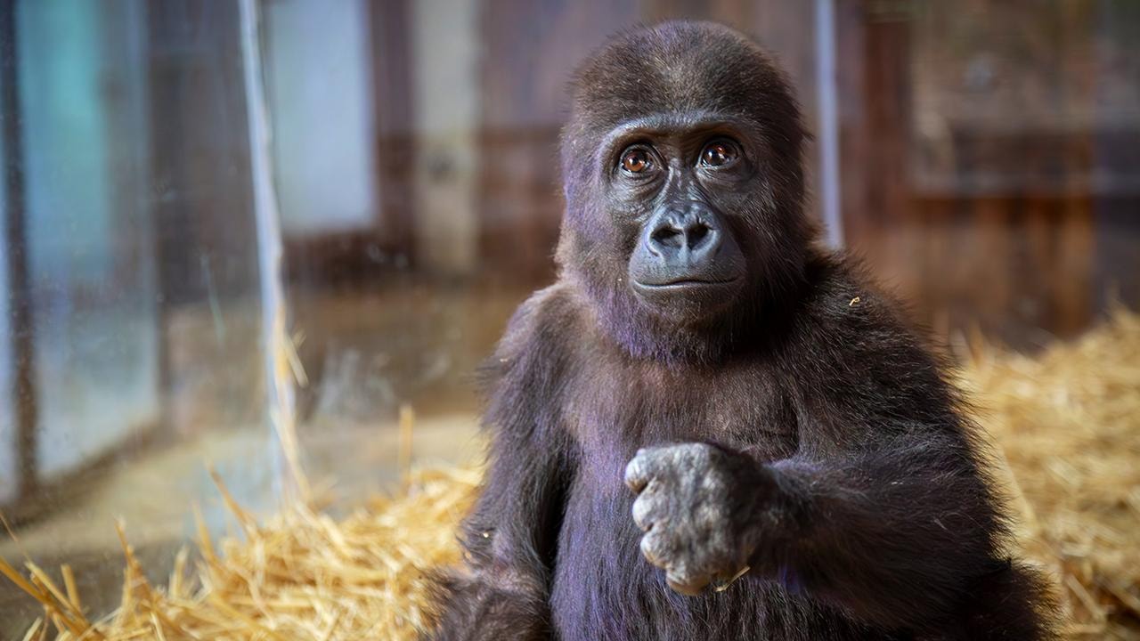 DNA testi sonuçlandı: Goril 'Zeytin' Türkiye'de kalacak