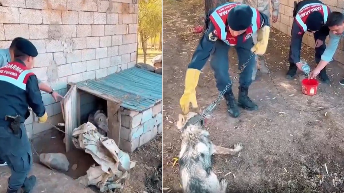 Evde zincire vurulan kurdu, Jandarma kurtardı