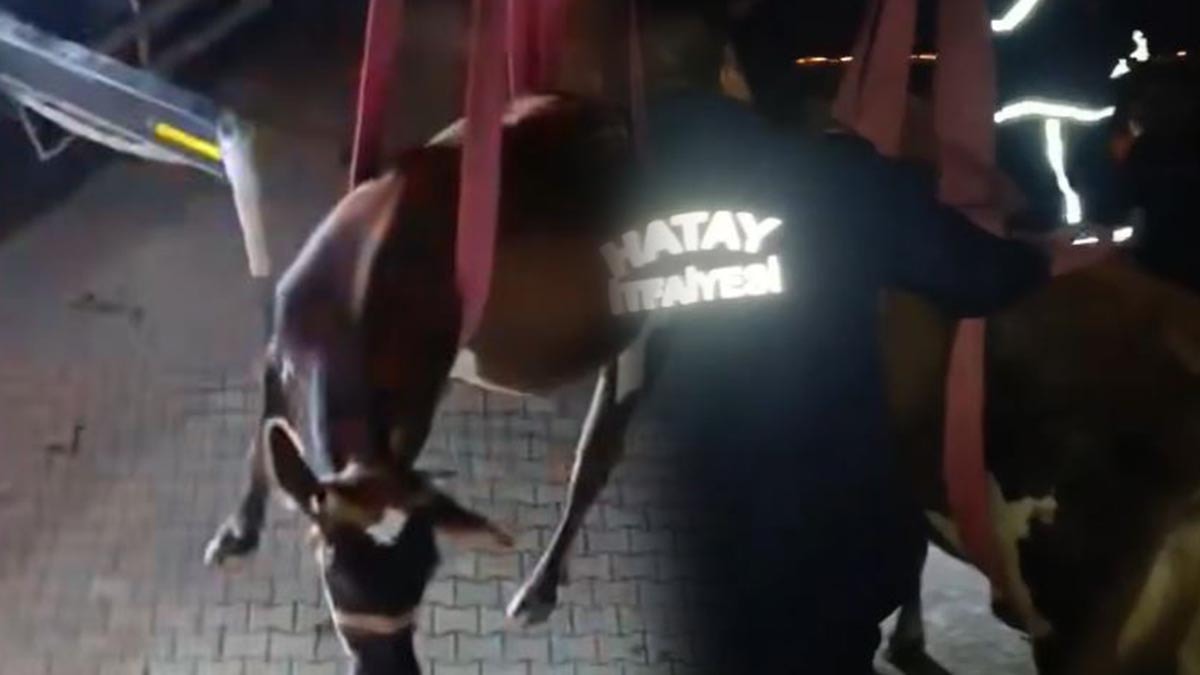 Dama çıkan inek, vinçle indirildi