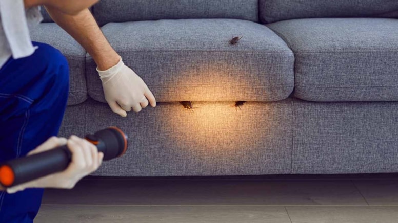 Çinliler hamamböceklerinden 2 ürünü karıştırarak kurtuluyor: Kokuyu aldıkları an kaçıyorlar