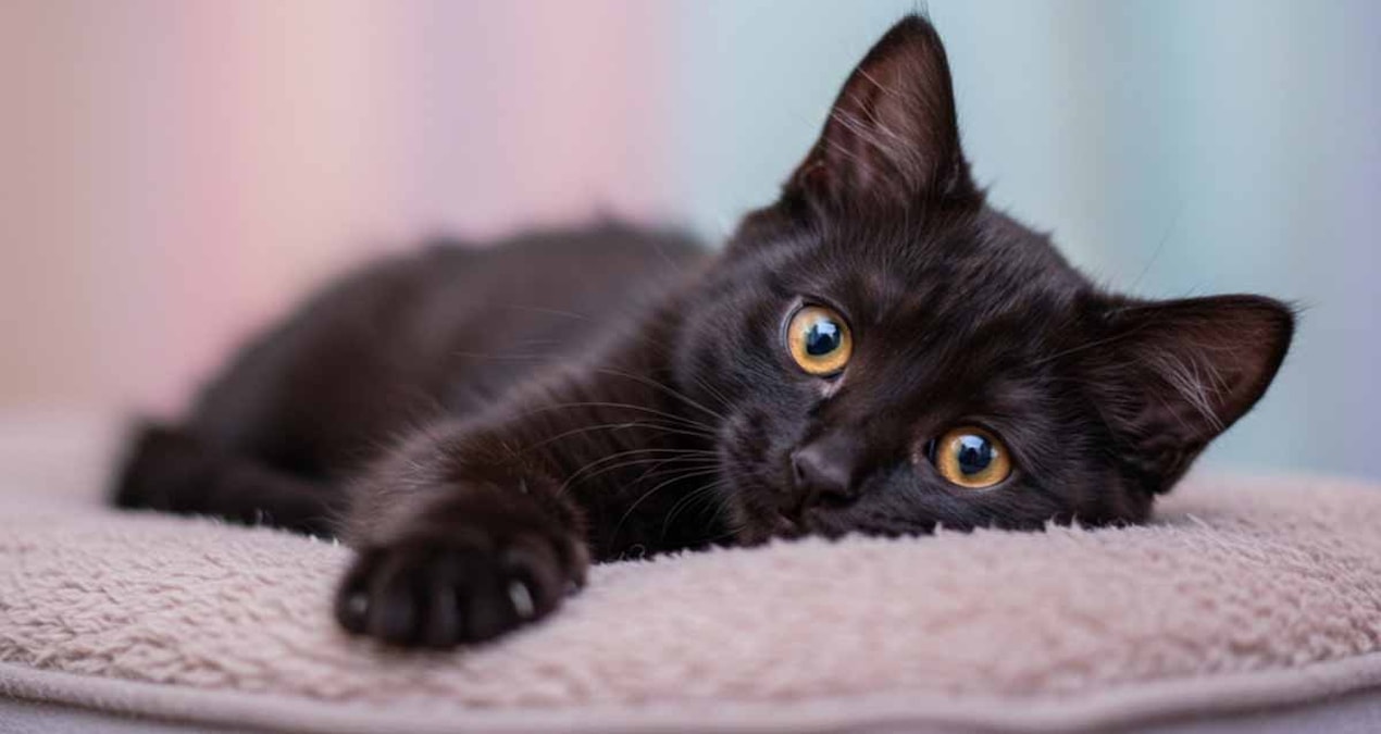 İspanya'da Cadılar Bayramı Öncesi Siyah Kedi Sahiplenme Yasağı Getirildi