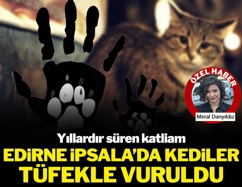 Yıllardır süren katliam: Edirne İpsala'da kediler tüfekle vuruldu