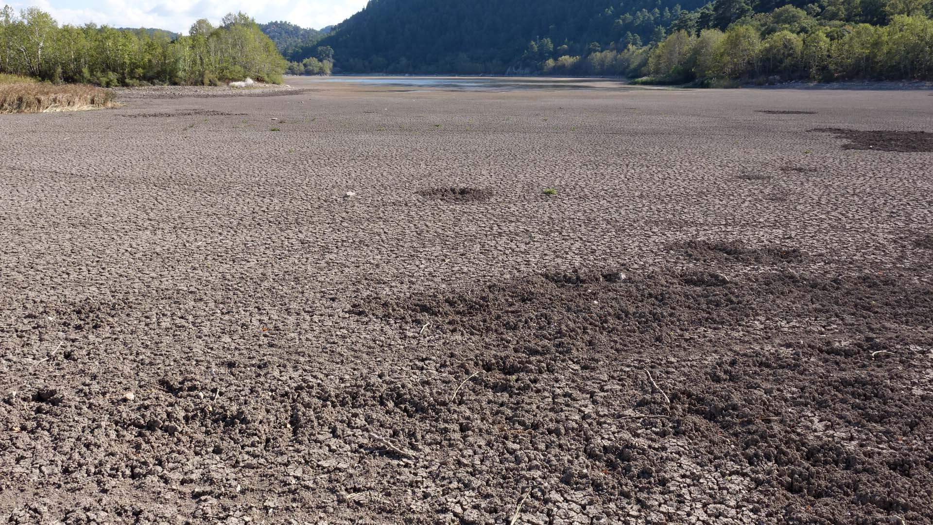 Suyu çekilince ikiye bölündü, hayvanların otlağı oldu