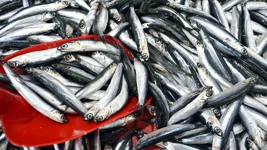 Hamsi, sardalya ve istavrit için tehlike çanları çalışıyor