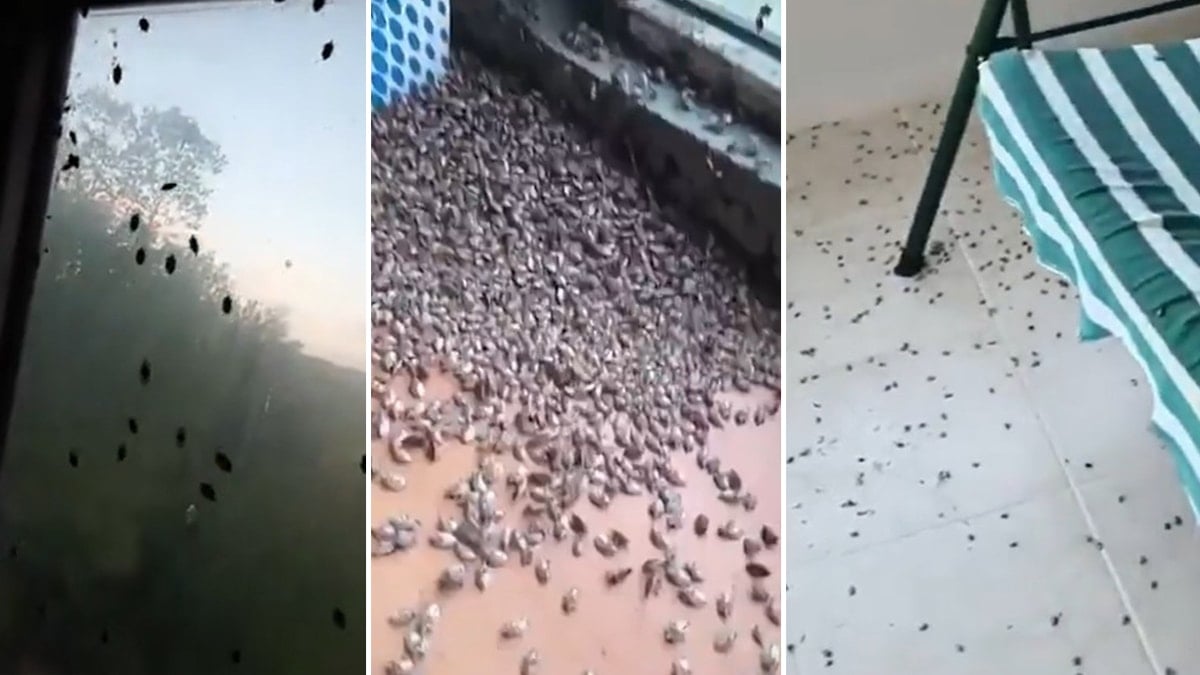 Kentteki evleri istila etti! Tehlike her geçen gün büyüyor... Halk pencereleri bantlıyor