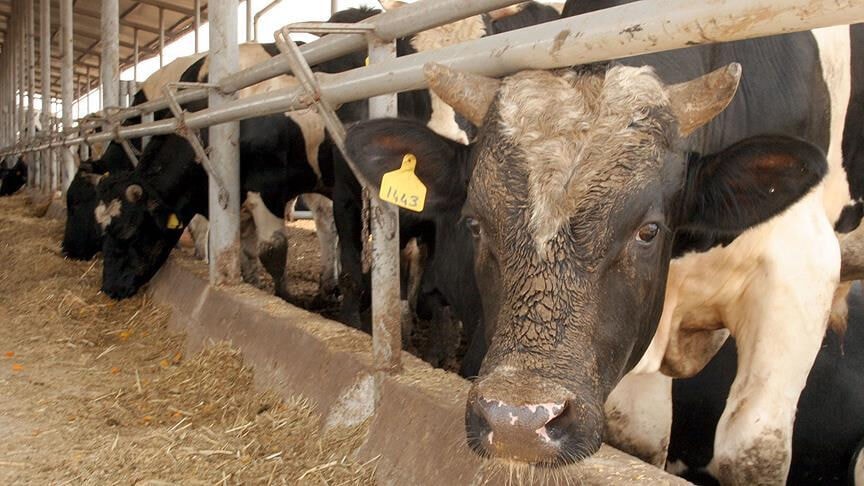 Deli dana vakası Türkiye'nin bir şehrinde büyük panik yarattı