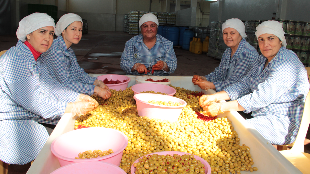 Yeşil zeytin ihracatında tarihi rekor kırıldı