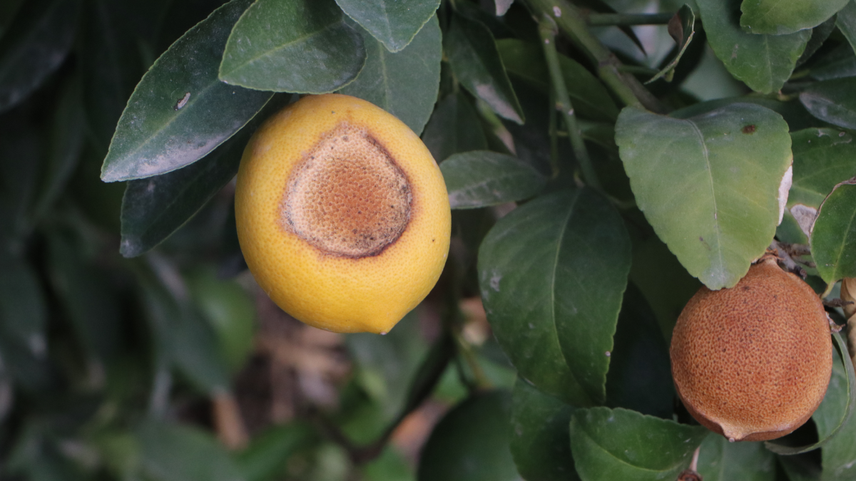Limonda doğal afet!