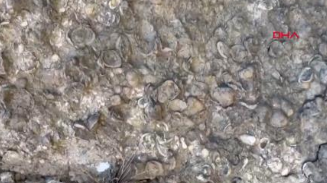 Erzurum'da 200 milyon yıllık deniz fosilleri bulundu