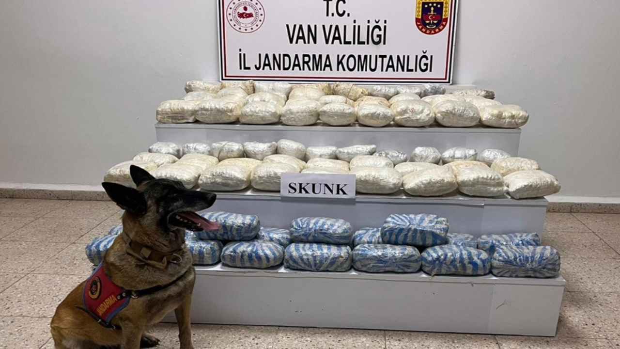 Van'da 47 kilo 800 gram skunk yakalandı
