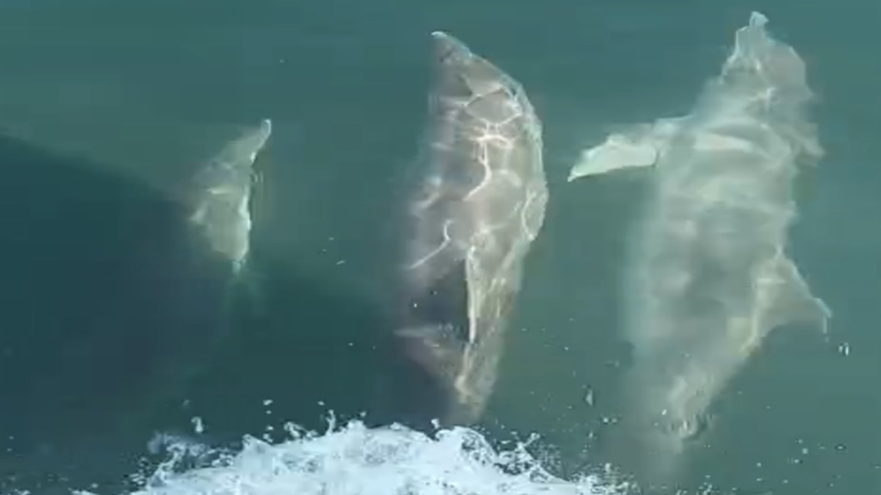Teknesinin yanında yüzen yunusları böyle görüntüledi