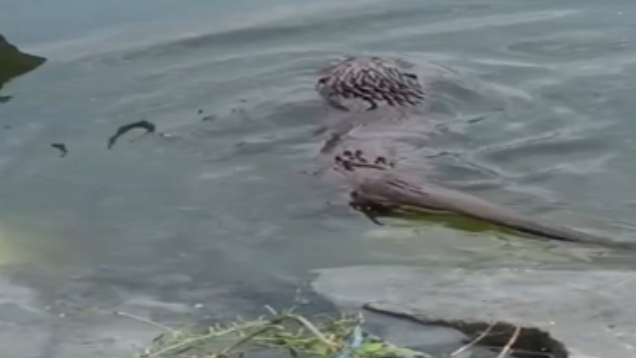Küçükçekmece'de su samuru görüntülendi
