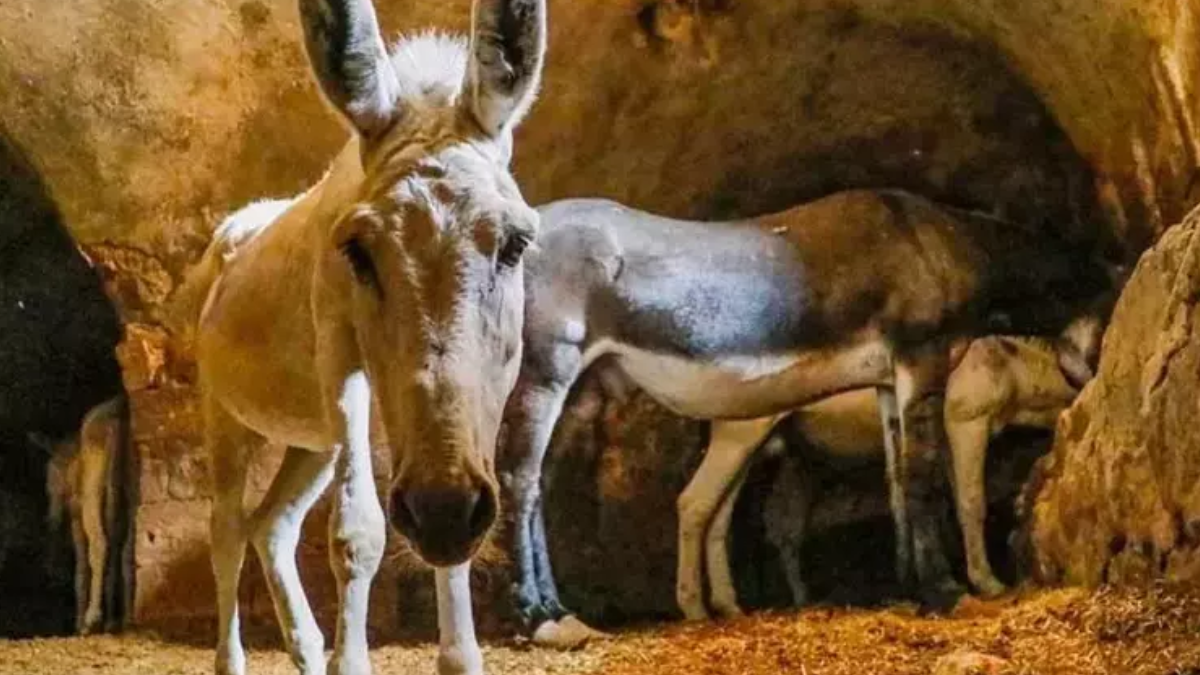 Kadrolu eşekler 7 yılda emekliliğe hak kazandı