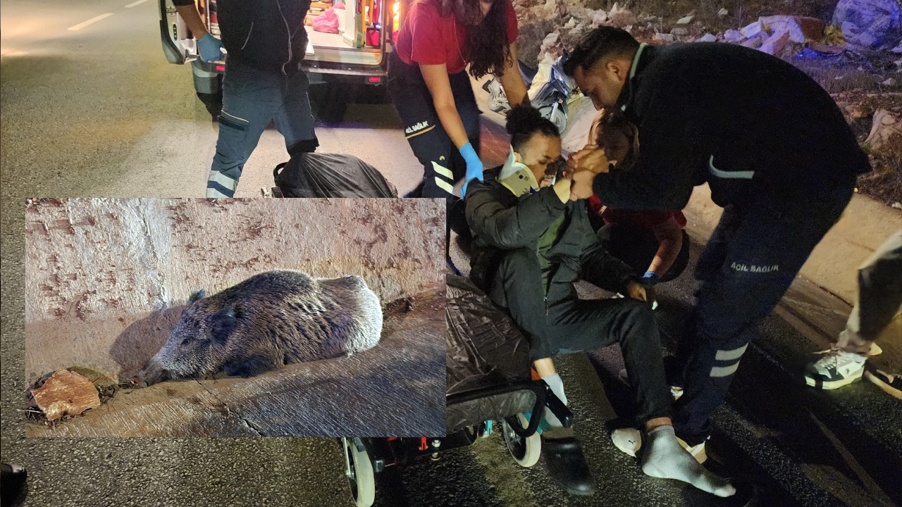 Bodrum’da domuza çarpan motosikletli hastanelik, domuz veterinerlik oldu