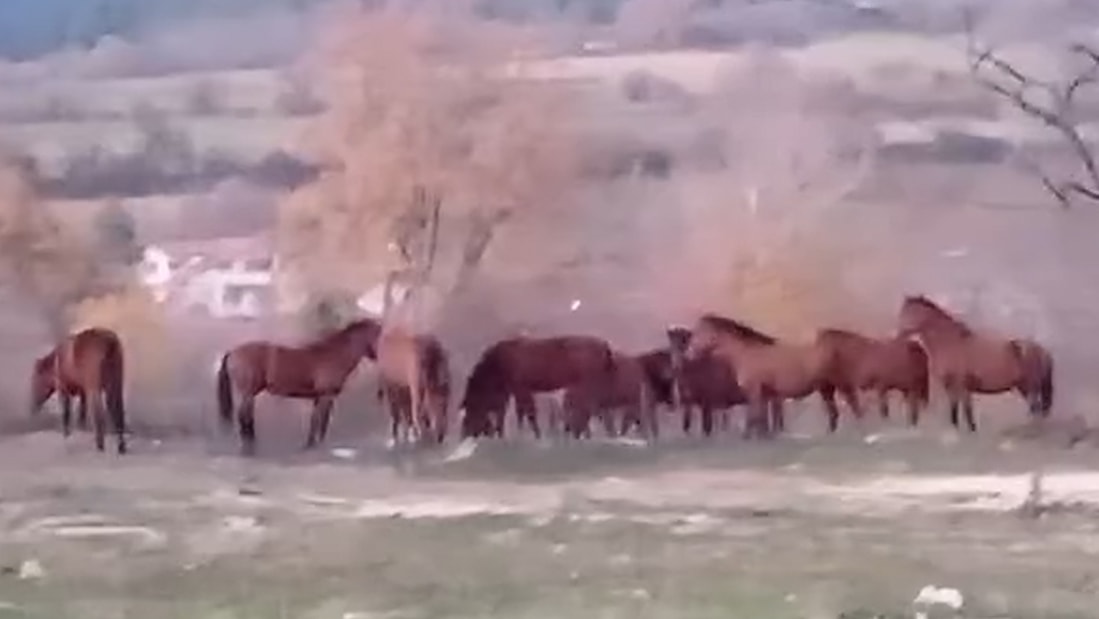 Aç kalan yılkı atları şehir merkezine indi