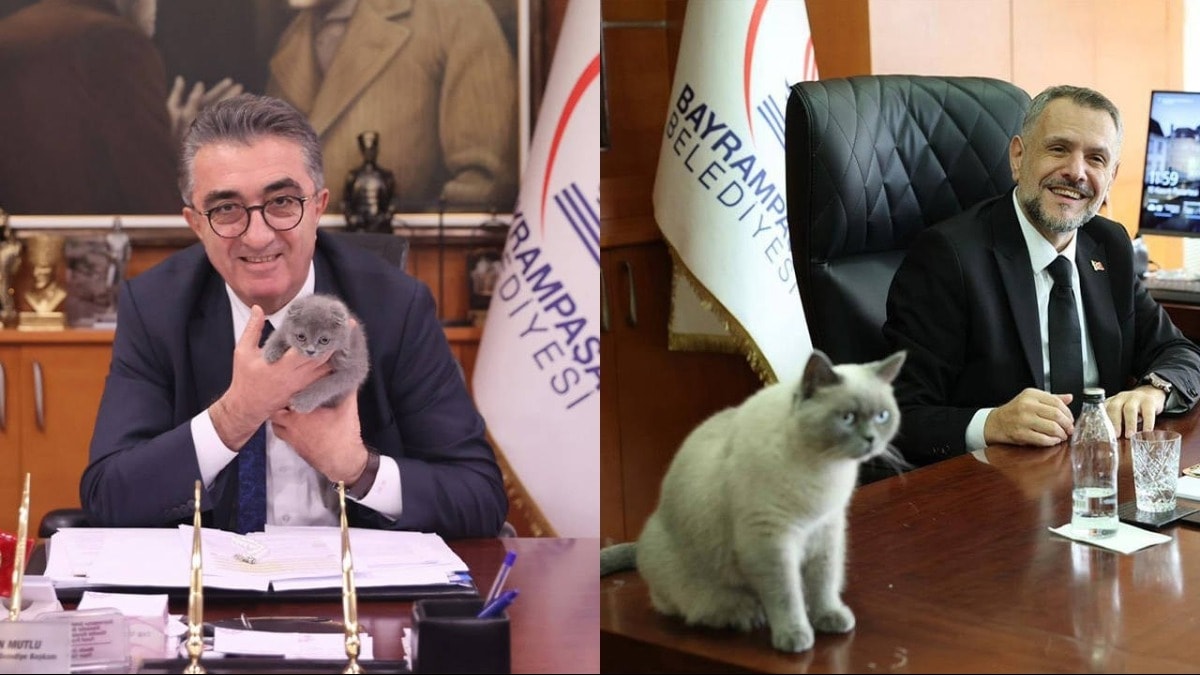 AKP hızını alamıyor! 'Kedilik makamı'na kayyum