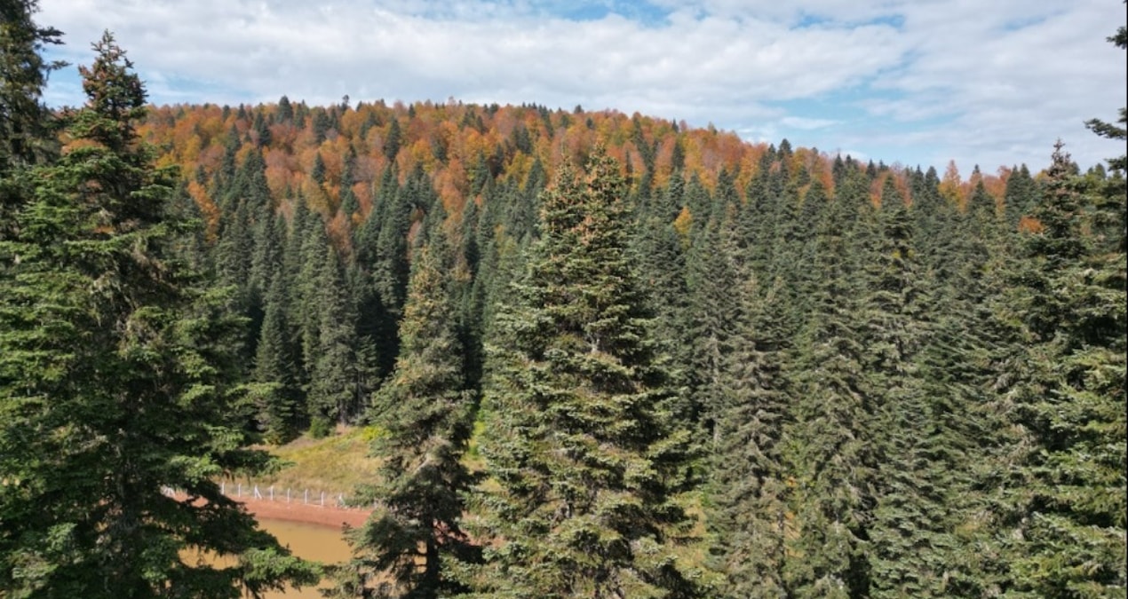 Bartın ve Karabük yaylalarında güz güzelliği 1 Salık KanTora - Gerçek Tektir