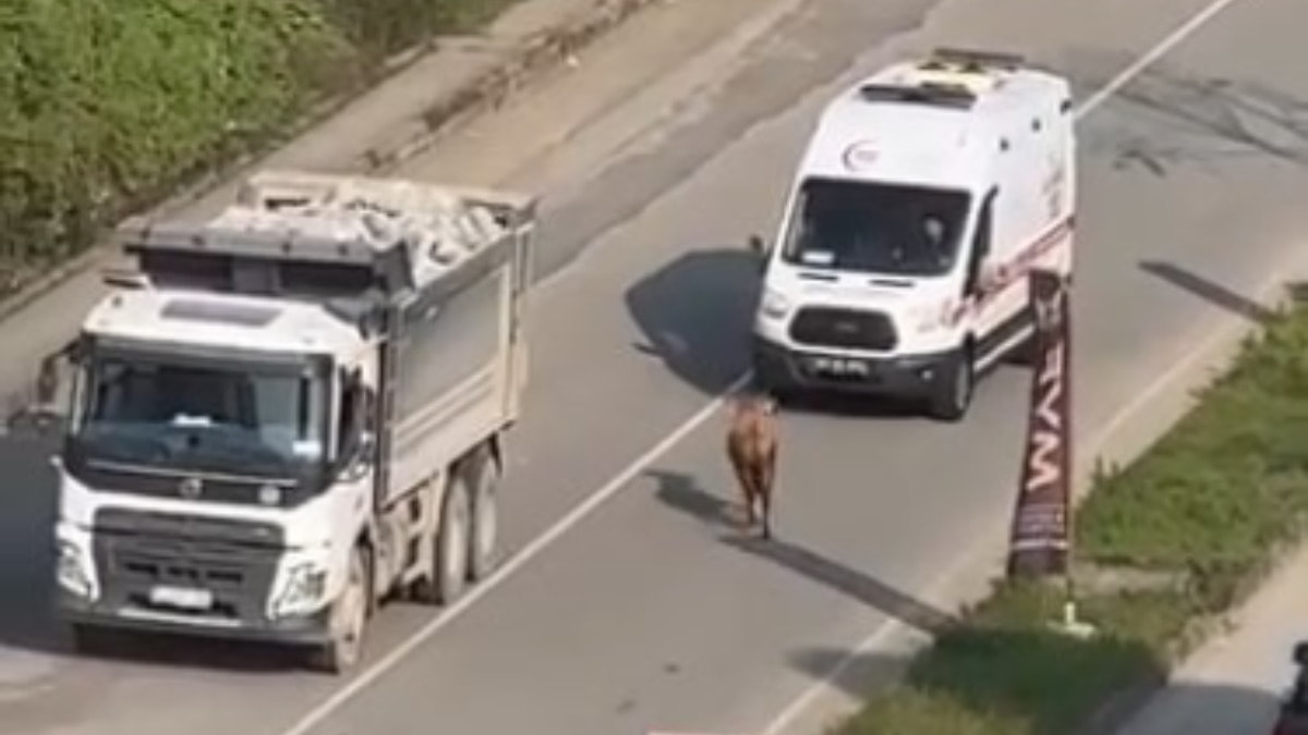 Firari inek trafiği altüst etti: O anlar kamerada