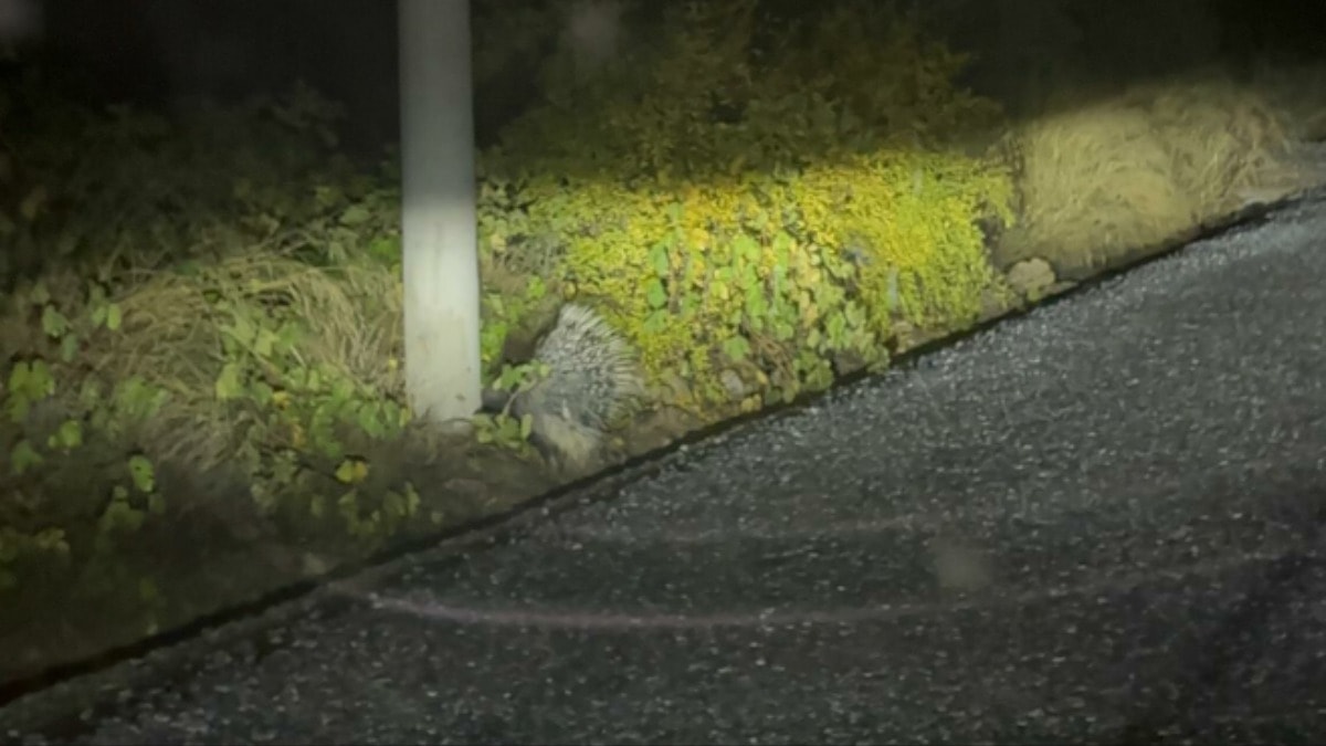 Nesli tükenmek üzereyken Aydın'da görüldü