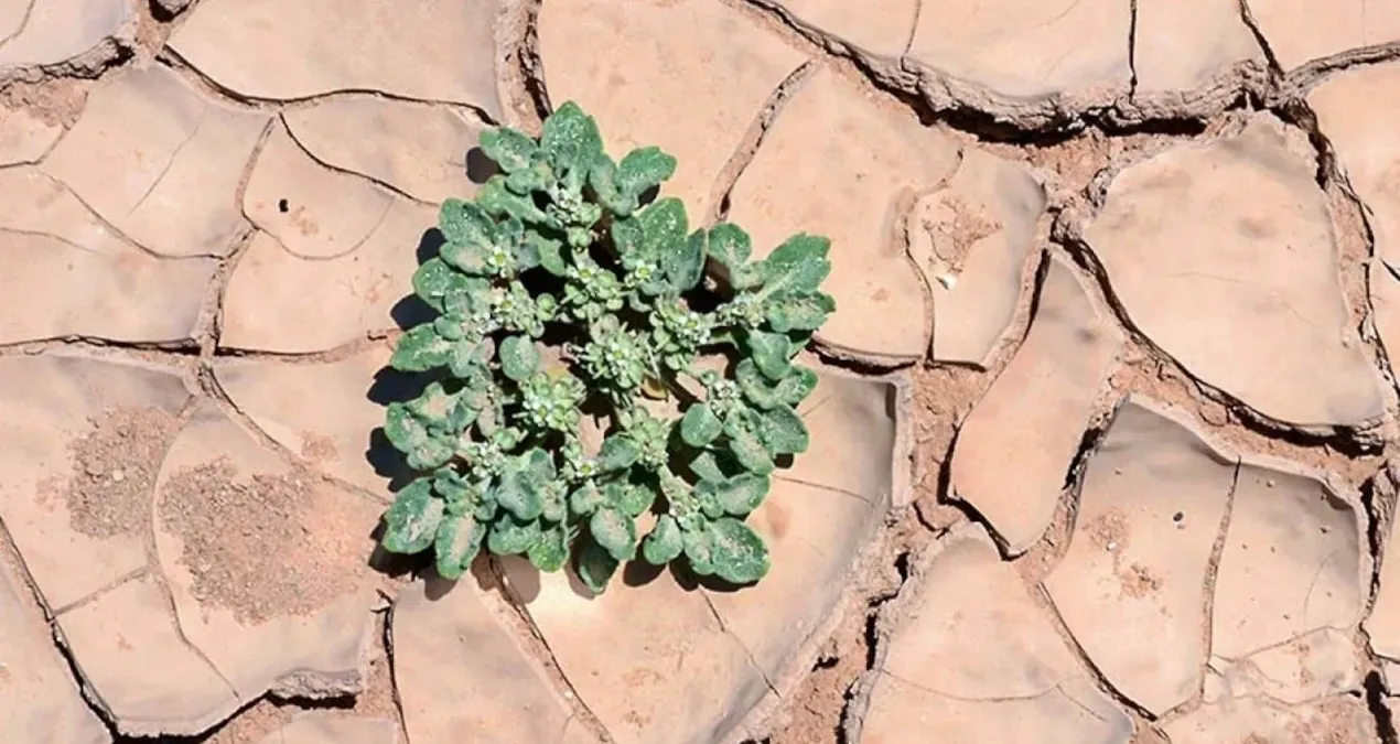49°C sıcaklıkta bile yaşayan bu bitki tarımda her şeyi değiştirebilir