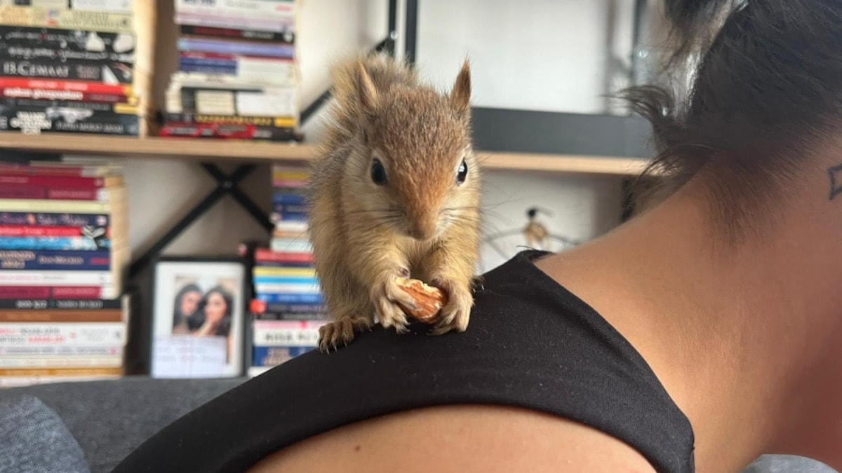 Epileptik nöbet geçiren sincap, tedavi için yurt dışına gönderilecek