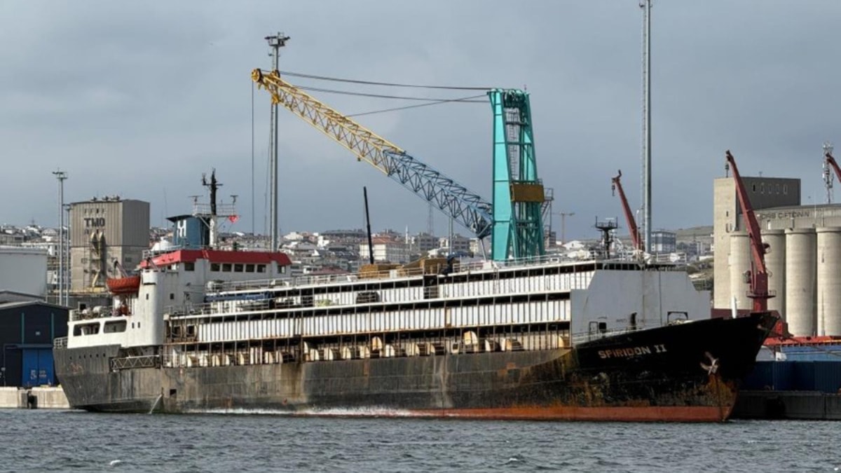 Denetimsiz büyükbaş hayvan yüküyle Bandırma’ya demirledi