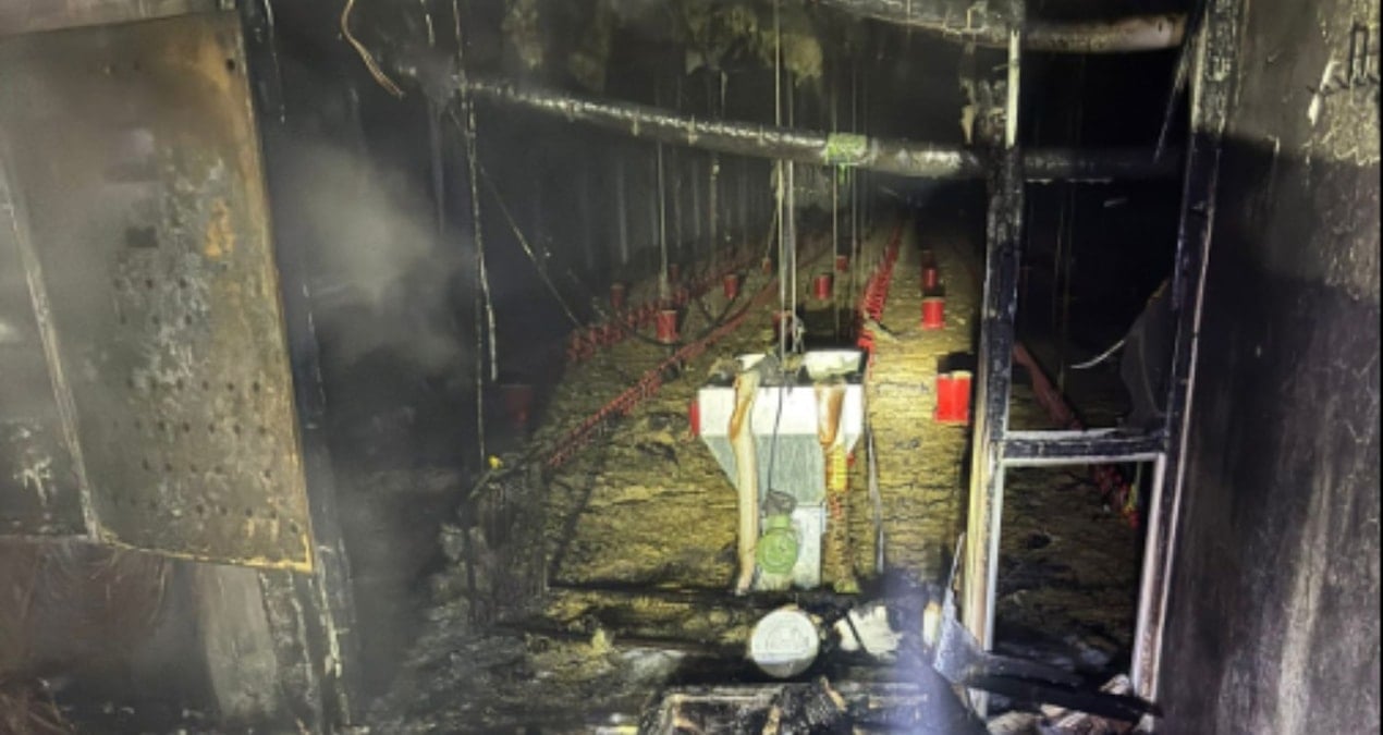 Balıkesir'de tavuk çiftliğinde çıkan yangında 5 bin civciv telef oldu